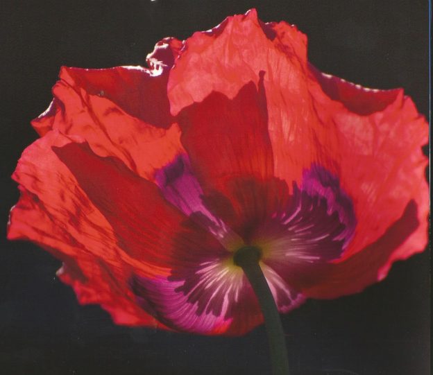 July 9 is hot in Texas Paulette Jiles, Author